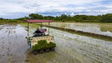 安徽廬江：大暑時節(jié)搶栽“雙晚”