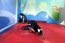 張家界黃龍洞景區(qū)“萌寵避暑季”活動(dòng)啟動(dòng)