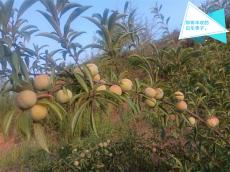 六大河?特寫篇 | 鎮(zhèn)雄白車：探尋紅色路 迎來桃李香