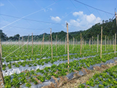 福建永安：荒地變良田，藥香帶富一方人