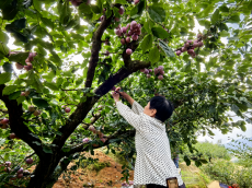 福建永安：萬畝好“李”美了山村富了民