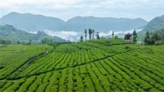三代匠心鑄就國際茶香—記桑植西蓮茶業(yè)的傳承與跨越之路