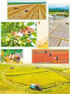 收獲時(shí)節(jié)