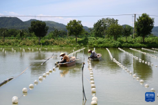 活力中國調(diào)研行｜諸暨山下湖鎮(zhèn)：“珠”光寶氣的珍珠小鎮(zhèn)