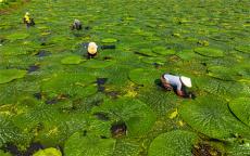 安徽廬江：采芡實果 走致富路