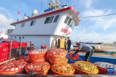 浙江舟山：開漁歸來蟹滿倉