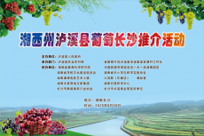 湖南湘西：葡萄托起瀘溪夢 省會(huì)長沙展風(fēng)采