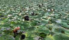 安徽廬江：水鄉(xiāng)采收芡實(shí)果