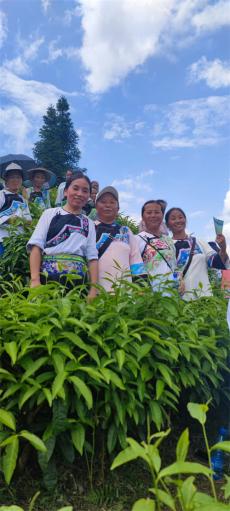 茶嶺飄香：龍秀姣與保靖黃金茶的高山逆襲