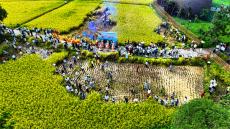 稻浪翻金迎客來！張家界黃龍洞生態(tài)田園奏響豐收樂章