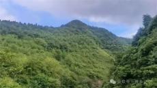 兩個(gè)組退地造林2300畝，230萬元補(bǔ)助卻兌現(xiàn)不到村民手中