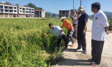 綏寧縣黃土礦鎮(zhèn)：謀劃水稻制種新藍(lán)圖 播下鄉(xiāng)村振興致富種