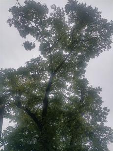 小烏龍320年“劉家大核桃樹”有了自己的身份證和二維碼