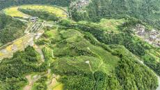 貴州臺江：金秋梨豐收，產(chǎn)業(yè)發(fā)展勢頭強(qiáng)勁