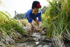 稻花香里話豐年 臺(tái)江2025稻漁產(chǎn)業(yè)大豐收