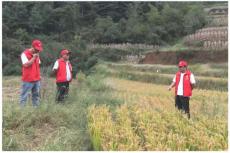 六大河報道?| 赫章平山土著益生菌種植水稻拓展基地獲豐收