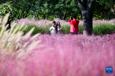 昔日鹽堿地 秋日綻斑斕