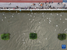 滇池畔的“約定”：四十載“春城”人鷗情