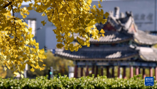 秋葉漫舞映京城