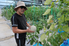 中國技術(shù)助力文萊農(nóng)業(yè)生產(chǎn)