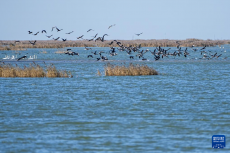 黃河三角洲國(guó)家級(jí)自然保護(hù)區(qū)迎來(lái)大批越冬候鳥