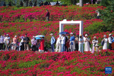 冬來(lái)賞花正當(dāng)時(shí)