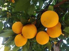 湖南：“村播學(xué)院”助力新寧 激活鄉(xiāng)村振興新動(dòng)能