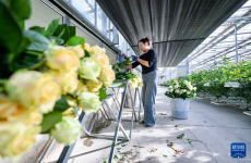 塞上江南 冬日花香