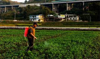 貴州畢節(jié)土著益生菌種植酵素已在全國17個(gè)省示范推廣