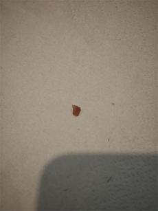 顧客冰淇淋吃出硬物崩牙，店員竟稱正?，F(xiàn)象