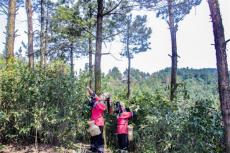 荒野茶園走出茶旅融合之路