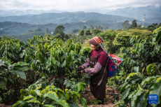 云南普洱：咖啡田的豐收時(shí)光