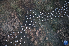 貴州草海迎來黑頸鶴越冬高峰