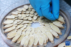 寧夏隆德：深化閩寧協(xié)作 打造中藥材產業(yè)高地