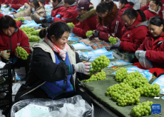 河北晉州：水果出口企業(yè)生產忙