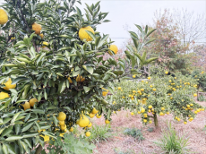 鄉(xiāng)村振興｜珠暉區(qū)：黃金貢柚迎豐收?味美飄香引客來