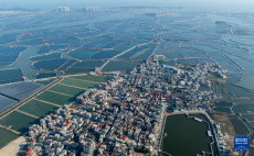 福建東坂村：小小河豚魚“游”出小康路