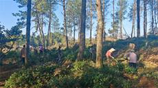 每公斤萬(wàn)元仍供不應(yīng)求！天塘坡荒野茶緣何暢銷國(guó)內(nèi)外